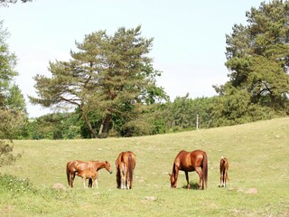 Vakantiehuis Lohmen in Mecklenburg Omgeving 16
