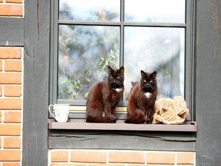 Casa per le vacanze Lohmen in Mecklenburg  36