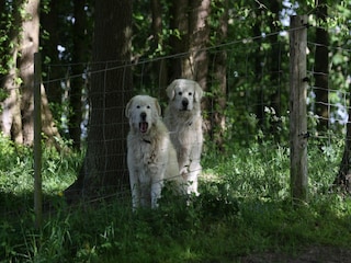 Ferienhaus Lohmen in Mecklenburg Umgebung 32