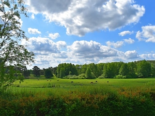 Ferienhaus Lohmen in Mecklenburg Außenaufnahme 9