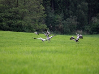 Vakantiehuis Lohmen in Mecklenburg Omgeving 33