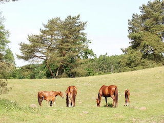 Ferienhaus Lohmen in Mecklenburg Umgebung 29
