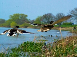 Holiday park Arcen Environment 8