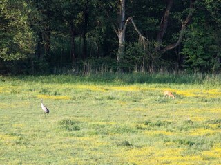 Holiday house Lohmen in Mecklenburg Environment 30
