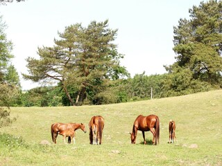 Vakantiehuis Lohmen in Mecklenburg Omgeving 15