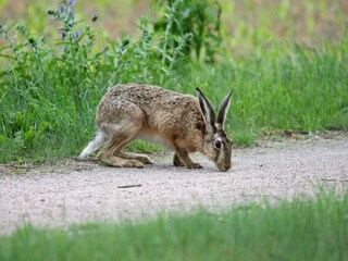 Casa de vacaciones Lohmen in Mecklenburg  39