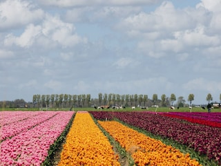 Ferienpark Schellinkhout Umgebung 19