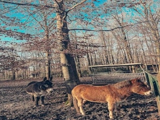 Ferienpark Viroinval Umgebung 25