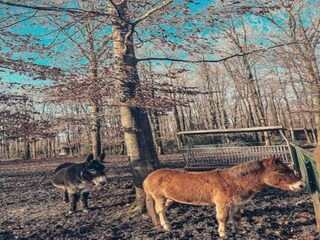 Parc de vacances Viroinval Environnement 25