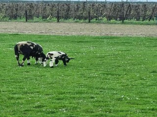 Ferienpark Hem Umgebung 21