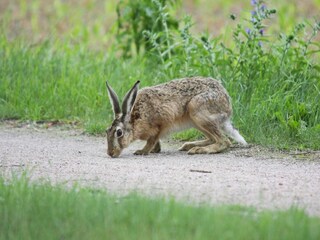 Vakantiehuis Lohmen in Mecklenburg Omgeving 26