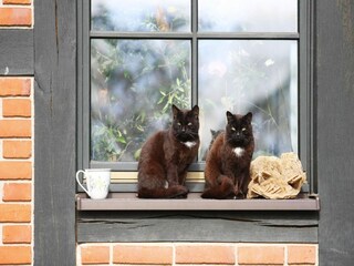 Casa per le vacanze Lohmen in Mecklenburg Registrazione all'aperto 6