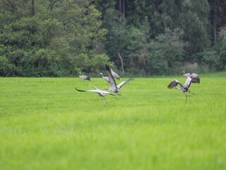 Ferienhaus Lohmen in Mecklenburg Umgebung 29