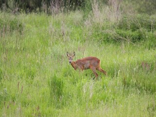 Ferienhaus Lohmen in Mecklenburg Umgebung 33