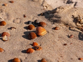 Ferienpark Wissenkerke Umgebung 22