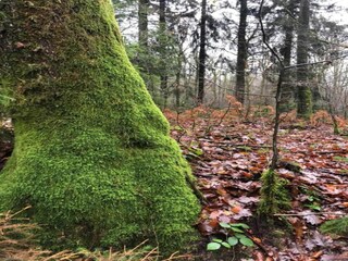 Parc de vacances Viroinval Environnement 19