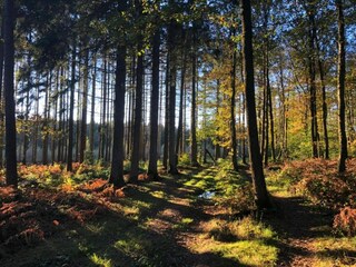 Parc de vacances Viroinval Environnement 36