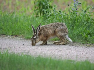Vakantiehuis Lohmen in Mecklenburg Omgeving 24