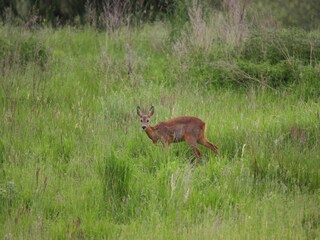 Casa per le vacanze Lohmen in Mecklenburg Ambiente 32