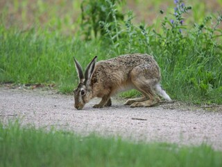 Casa per le vacanze Lohmen in Mecklenburg Ambiente 24