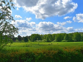 Casa per le vacanze Lohmen in Mecklenburg Registrazione all'aperto 5