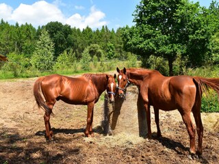 Ferienhaus Lohmen in Mecklenburg Umgebung 28