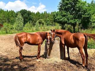 Ferienhaus Lohmen in Mecklenburg Umgebung 32
