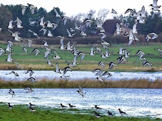 Vakantiehuis Oevenum  12