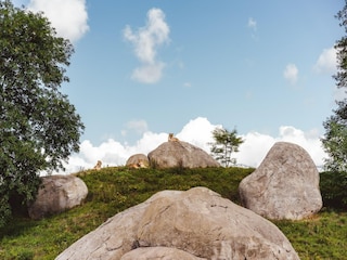 Ferienpark Gasselternijveen Umgebung 11