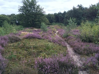 Vakantiepark Arcen Omgeving 13