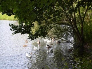 Parc de vacances Vielsalm Environnement 29