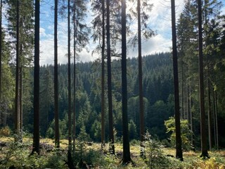 Holiday park Winterberg Environment 15