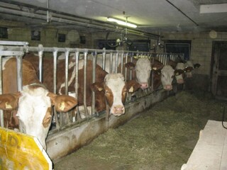 Appartamento per vacanze Kirchdorf in Tirol Ambiente 20