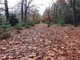 Holiday park Borger Environment 17