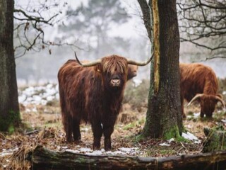 Vakantiepark Borger Omgeving 16