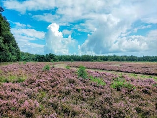Parc de vacances Borger Environnement 18