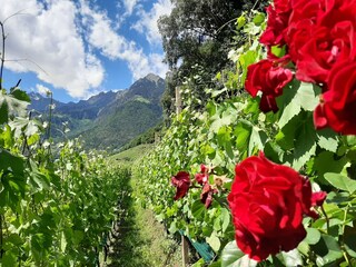 Appartamento Meran Registrazione all'aperto 4