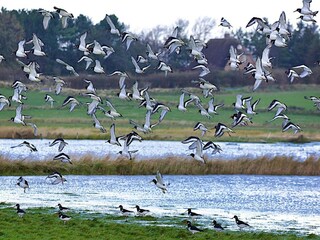 Appartement Oevenum Omgeving 11