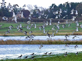 Appartement Oevenum Environnement 11