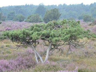 Vakantiepark Borger Omgeving 24
