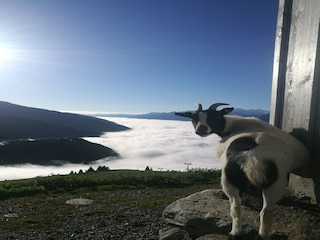 Vakantiehuis Hollersbach im Pinzgau  35