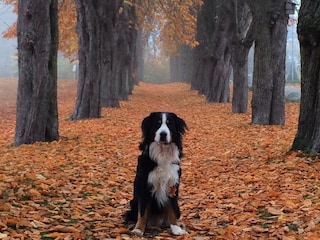 Hunde auf Anfrage