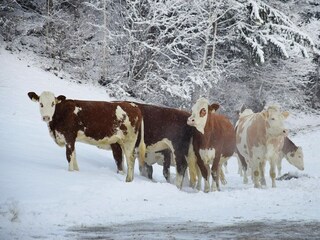 Apartment Fügen Umgebung 23