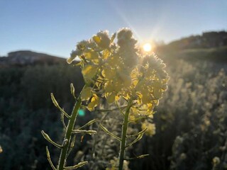 Vakantiepark Sonnen Omgeving 28