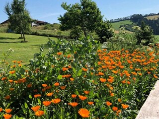 Parc de vacances Sonnen Environnement 23