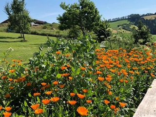 Parco vacanze Sonnen Ambiente 32