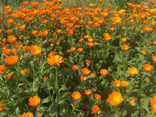 Parco vacanze Sonnen Ambiente 26