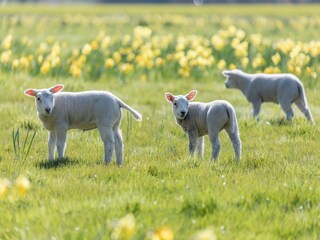 Ferienpark Borger Umgebung 16