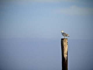 Holiday park Nieuwvliet Environment 33