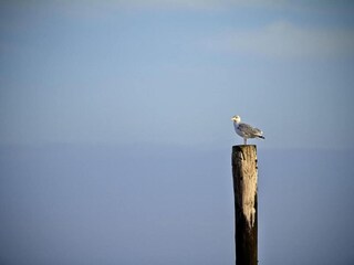 Parco vacanze Nieuwvliet Ambiente 16